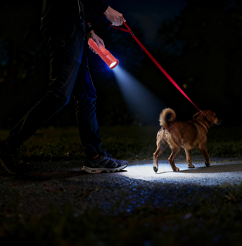 Dắt ch&oacute; đi dạo ngo&agrave;i trời